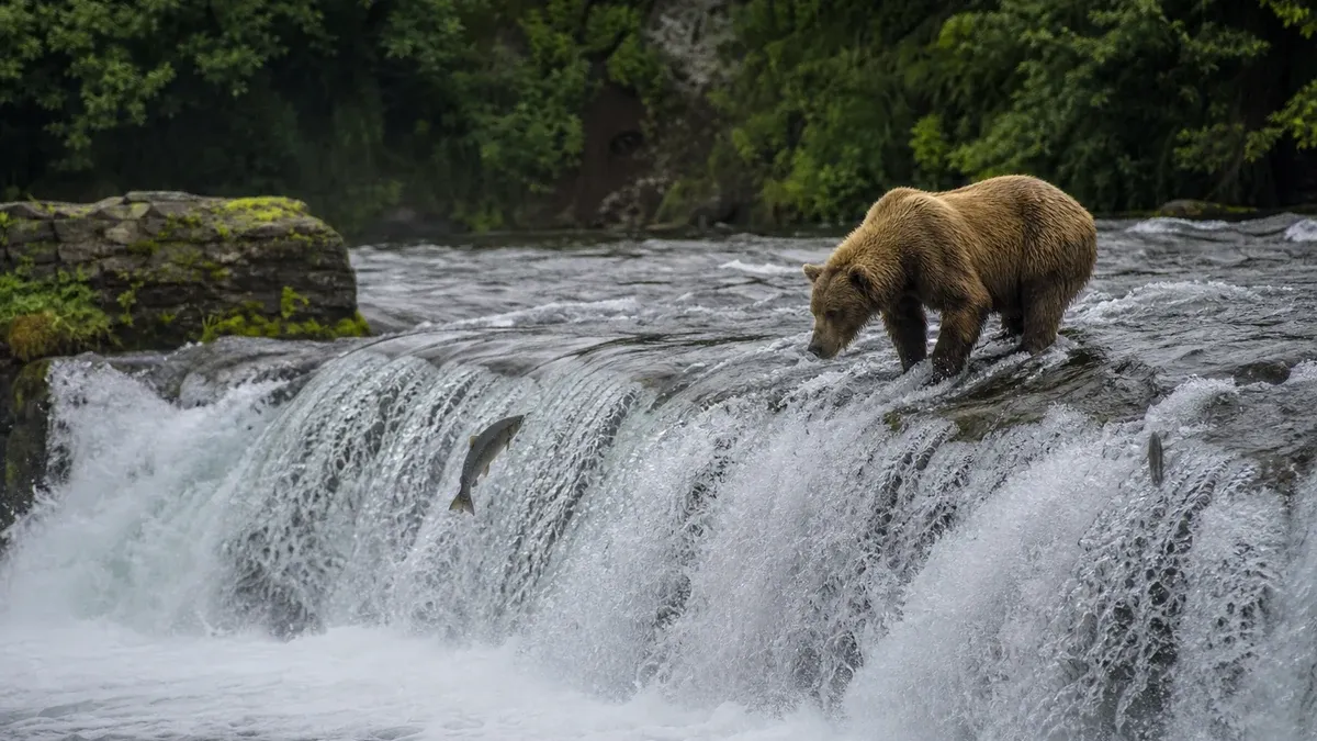 Bear Country illustrated wildlife habitat scene