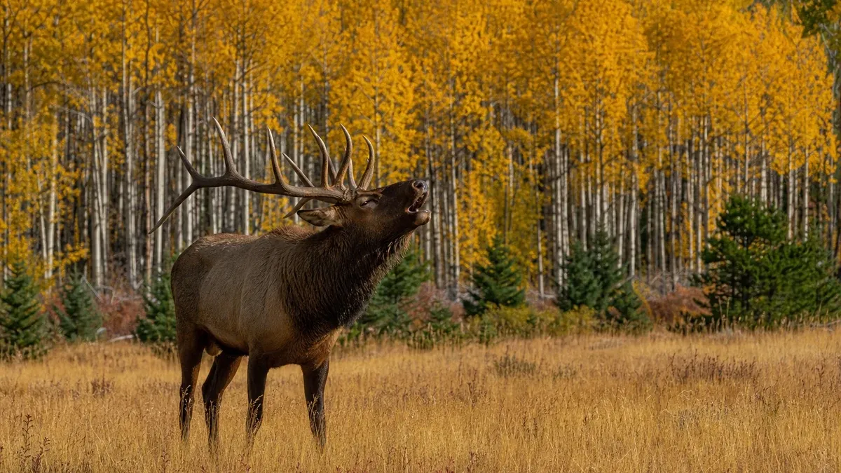 Best Seasons wildlife guide illustration