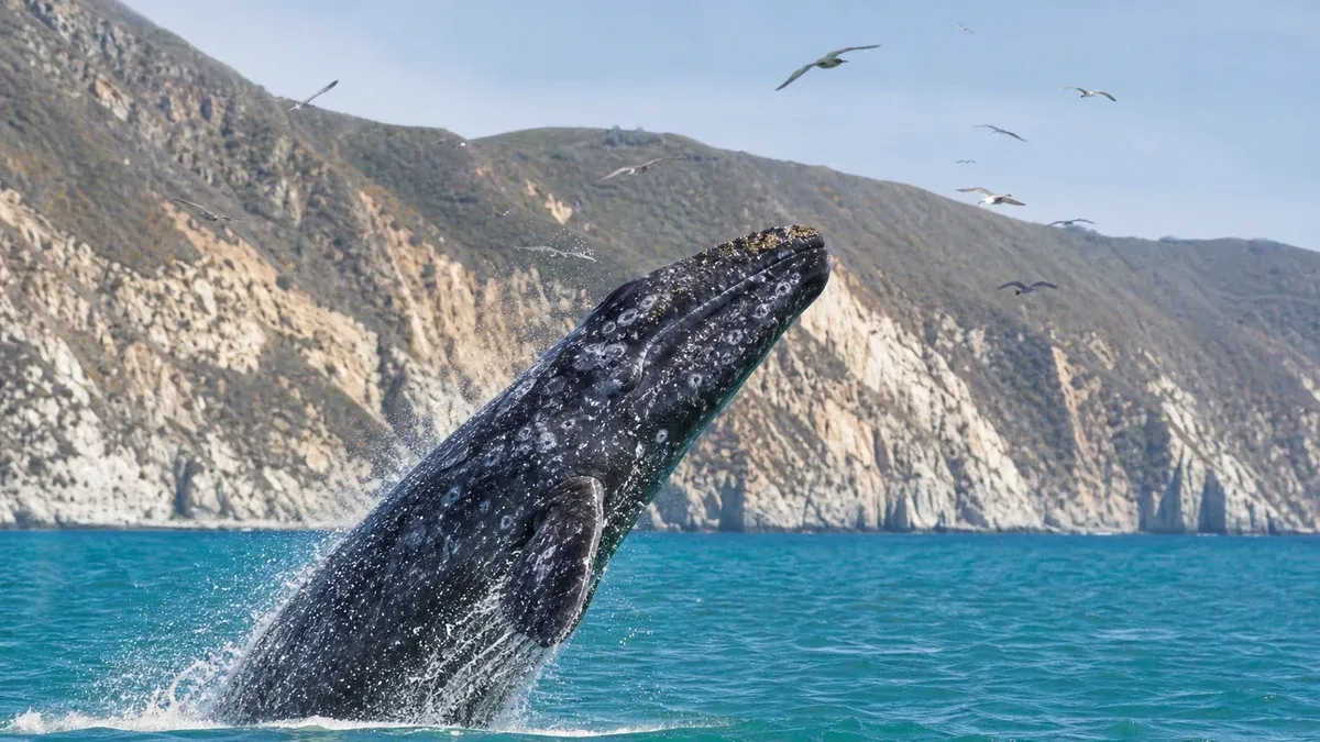 Marine Wildlife wildlife guide illustration