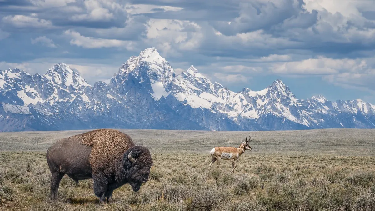 Wildlife Destinations wildlife guide illustration